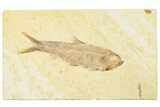 Detailed Fossil Fish (Knightia) - Wyoming #244199-1